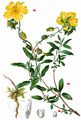 Common Rock-Rose - Helianthemum nummularium (L.) Mill.