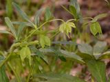 Green Hellebore - Helleborus viridis L.