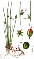 Thread Rush - Juncus filiformis L.