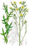 Eichen-Lattich - Lactuca quercina L. 