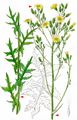 Oak Lettuce - Lactuca quercina L.