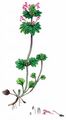 Stängelumfassende Taubnessel - Lamium amplexicaule L.
