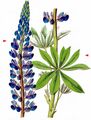 Garden Lupin - Lupinus polyphyllus Lindl.