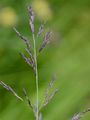 Purple Moor-Grass - Molinia arundinacea Schrank