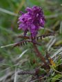Quirlblättriges Läusekraut - Pedicularis verticillata L.