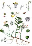Buchsblättriges Kreuzblümchen - Polygala chamaebuxus L. 