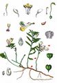 Shrubby Milkwort - Polygala chamaebuxus L.