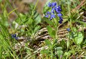 Common Milkwort - Polygala vulgaris L.