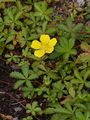 Kriechendes Fingerkraut - Potentilla reptans L.
