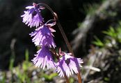 Alpine Snowbell - Soldanella alpina L.