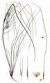 Bristle-Leaved Feather Grass - Stipa tirsa Steven