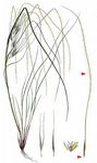 Echtes Federgras - Stipa pennata L. 