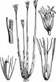 Deergrass - Trichophorum cespitosum (L.) Hartm.