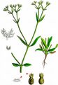 Hairy-Fruited Cornsalad - Valerianella eriocarpa Desv.