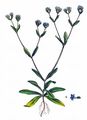 Gewöhnlicher Feldsalat - Valerianella locusta (L.) Laterr.