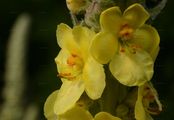 Großblütige Königskerze - Verbascum densiflorum Bertol.