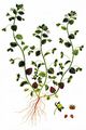 Green Field-Speedwell - Veronica agrestis L.