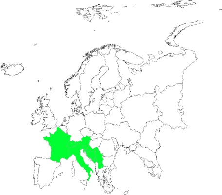 Hieracium wilczekianum