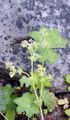 Delicate Lady's Mantle - Alchemilla micans Buser