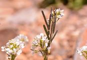 Soyer's Rockcress - Arabis soyeri Reut. & A. Huet
