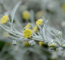Wormwood - Artemisia absinthium L.