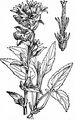 Büschel-Glockenblume - Campanula glomerata L.
