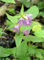 Nettle-Leaved Bellflower - Campanula trachelium L.