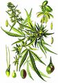 Echter Hanf - Cannabis sativa L.