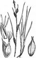 Punktierte Segge - Carex punctata Gaudin