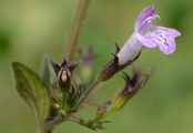 Kleinblütige Bergminze - Clinopodium nepeta (L.) Kuntze