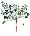 Danish Scurvygrass - Cochlearia danica L.