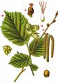 Hazel - Corylus avellana L.
