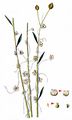 Flax Dodder - Cuscuta epilinum Weihe