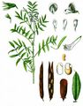 Goat's-Rue - Galega officinalis L.