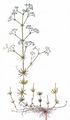 Zierliches Labkraut - Galium pumilum Murray