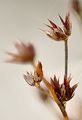 Glieder-Binse - Juncus articulatus L.