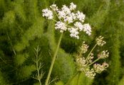 Spignel - Meum athamanticum Jacq.