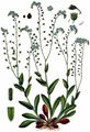 Procumbent Forget-Me-Not - Myosotis decumbens Host