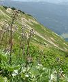 Alpine Butterbur - Petasites paradoxus (Retz.) Baumg.