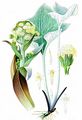 Tomentose Butterbur - Petasites spurius (Retz.) Rchb.