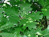Red Oak - Quercus rubra L.