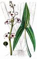 Arrowhead - Sagittaria sagittifolia L.