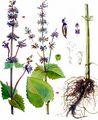 Whorled Clary - Salvia verticillata L.
