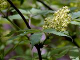 Red-Berried Elder - Sambucus racemosa L.