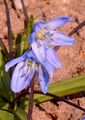 Sibirischer Blaustern - Scilla siberica Haw.