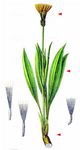 Niedrige Schwarzwurzel - Scorzonera humilis L. 