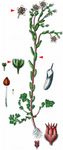 Sumpf-Fetthenne - Sedum villosum L. 