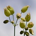 Aufgeblasenes Leimkraut - Silene vulgaris (Moench) Garcke