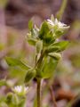 Common Chickweed - Stellaria media (L.) Cirillo