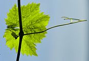Grape-Vine - Vitis vinifera L.